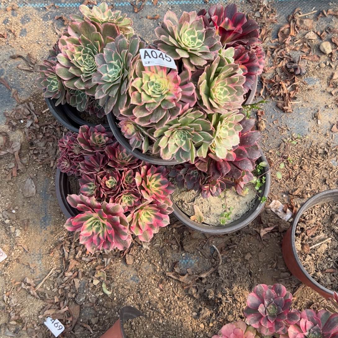 045五颗组合多肉植物法师
