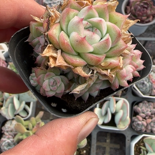 32潘多拉多肉植物多