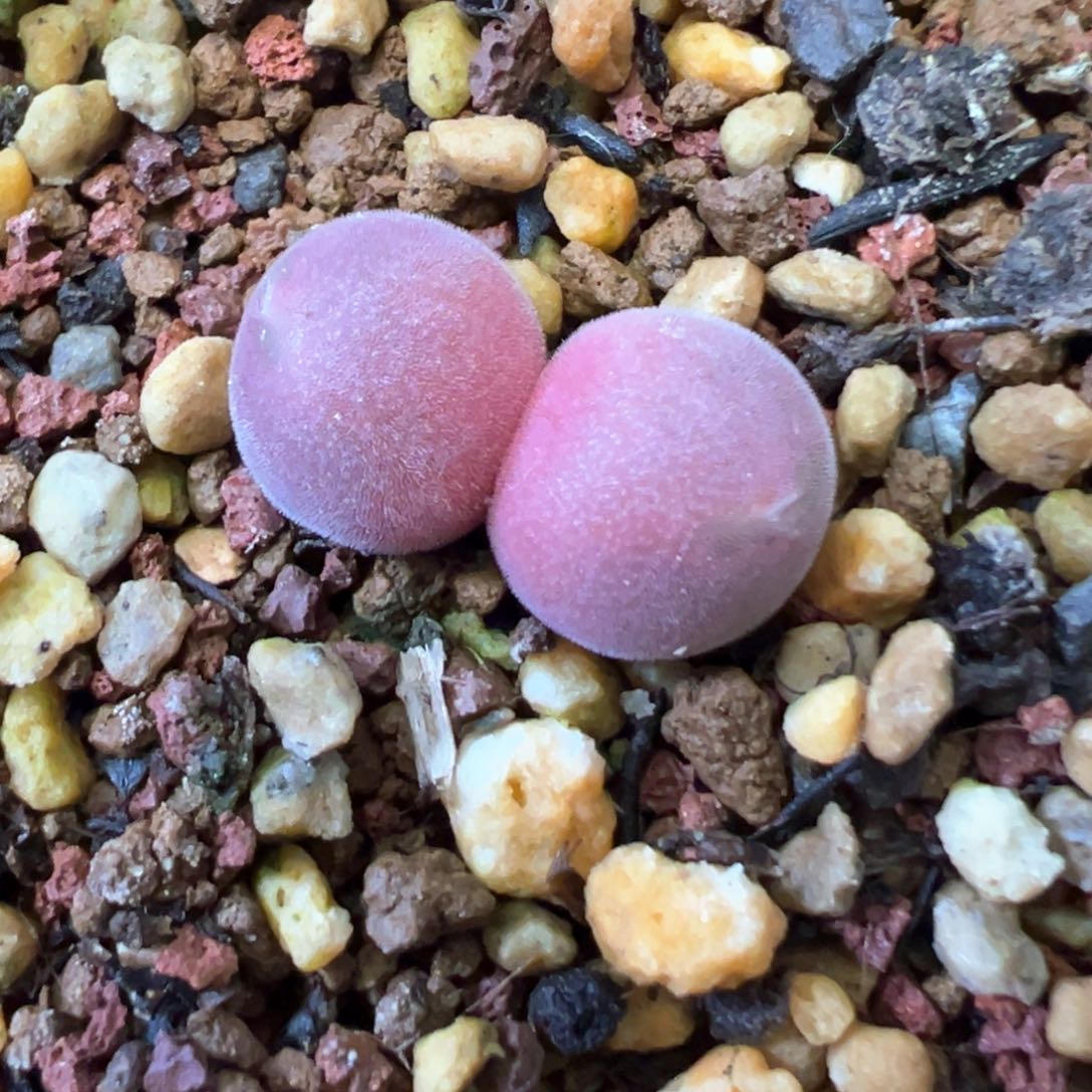 婉*＊婉婉专拍 肉锥植物