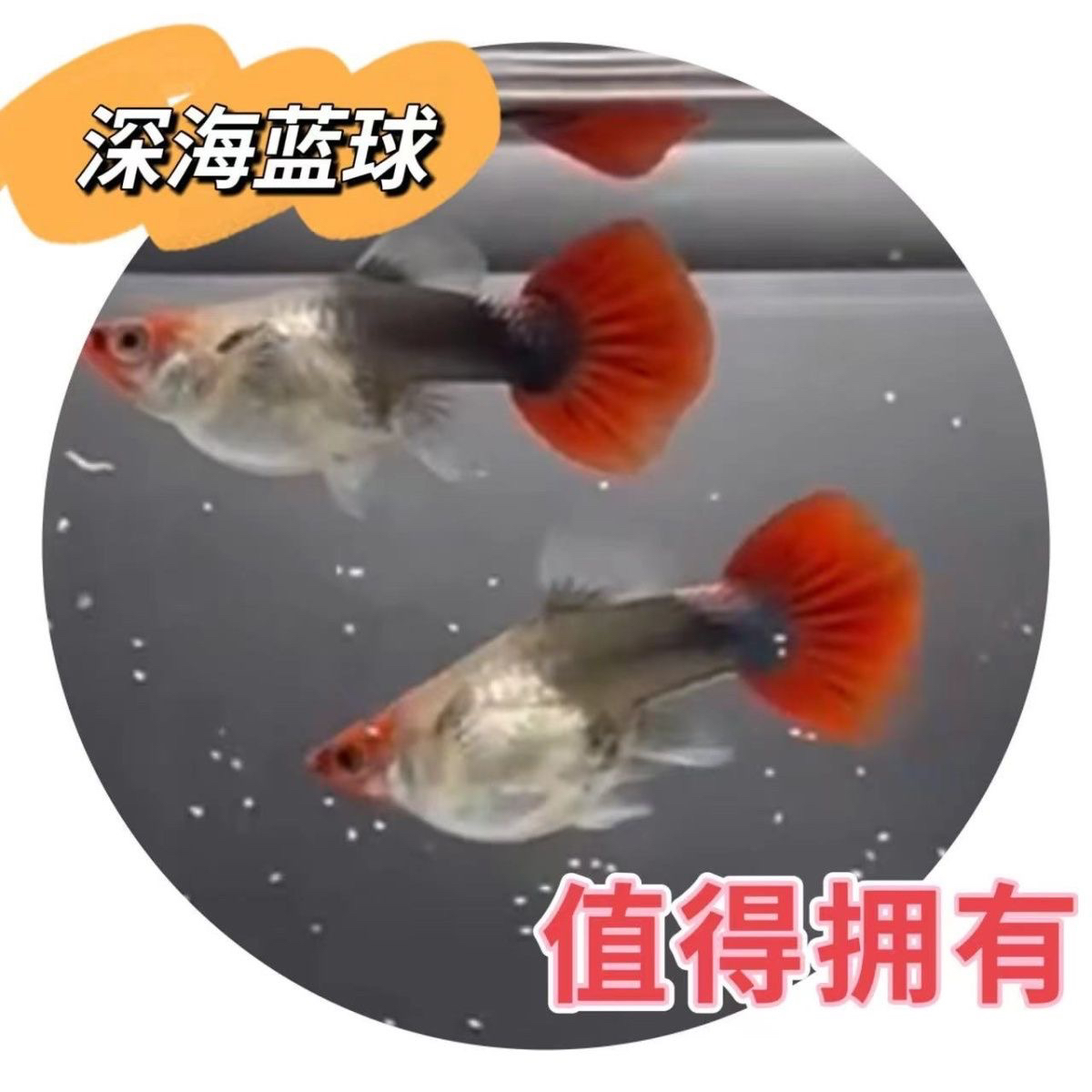 深海蓝贵族球体精品孔雀鱼小型观赏热带淡水鱼好养耐活可繁殖
