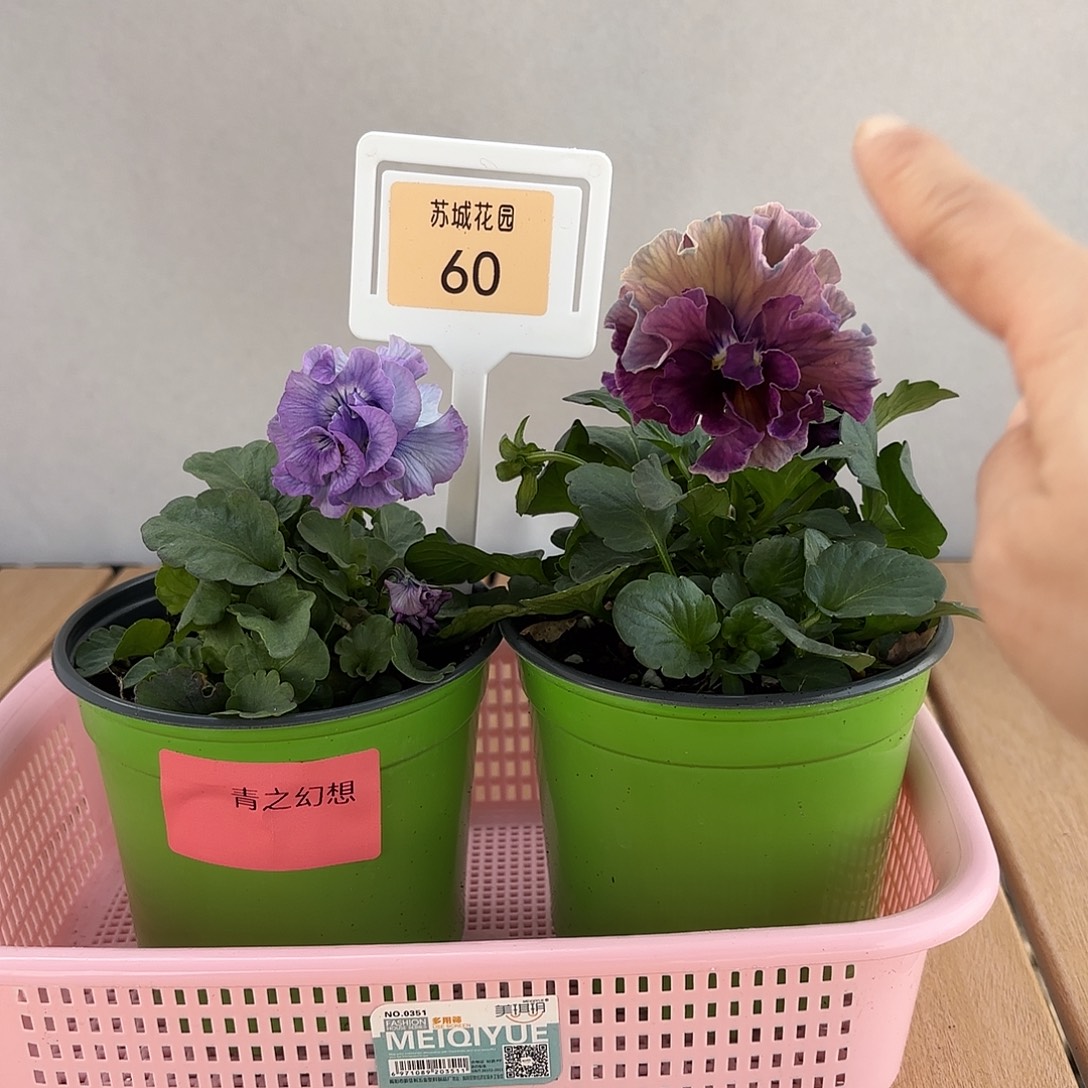 大部分开放少量花苞60