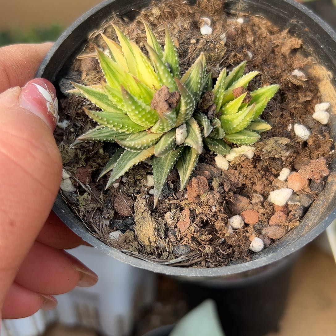 多肉植物多肉植物