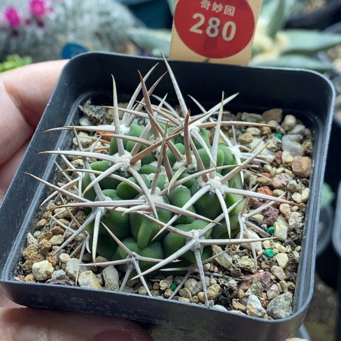 实生水牛角碧岩玉一颗4.2cm