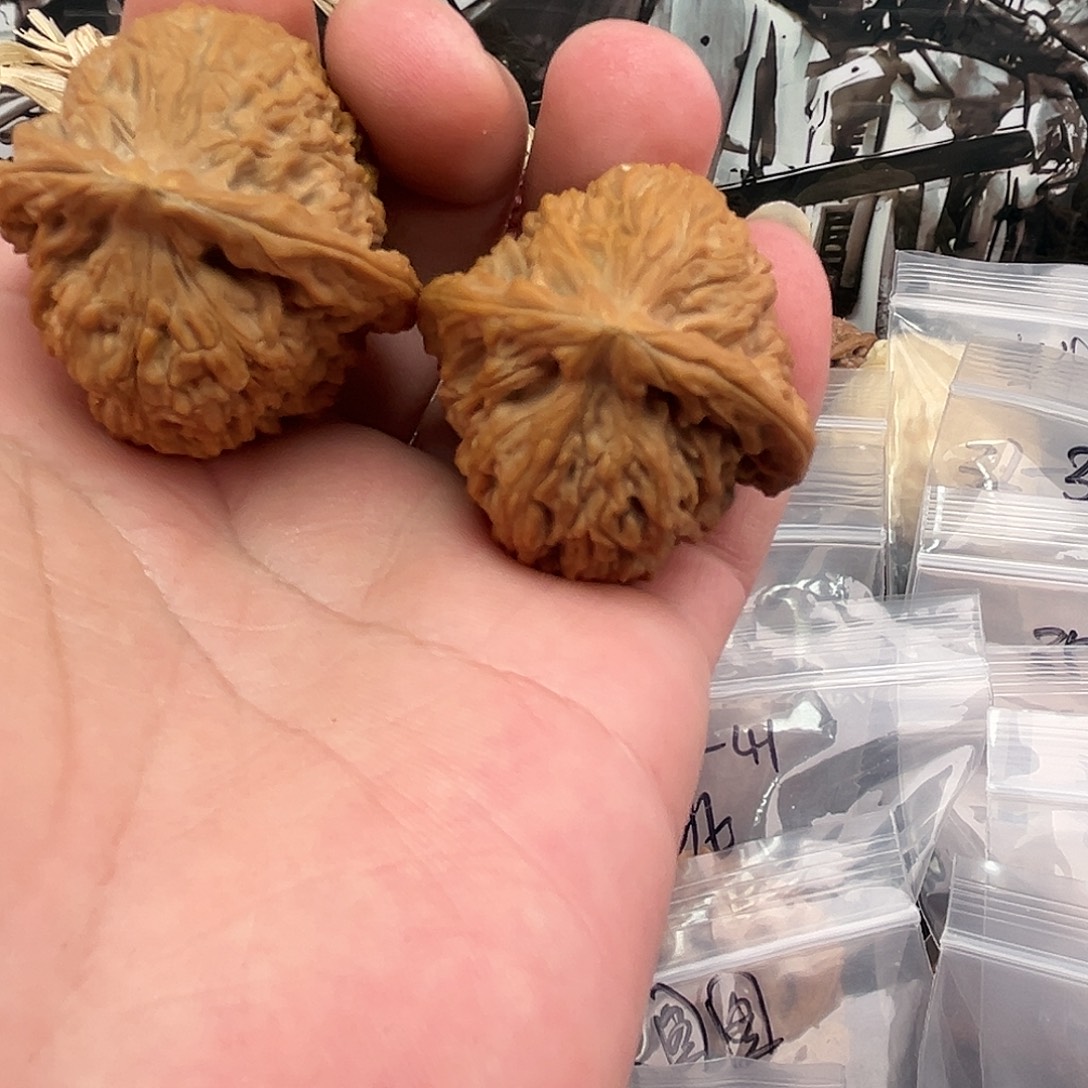 小***宁把件文玩核桃三角南疆40尺