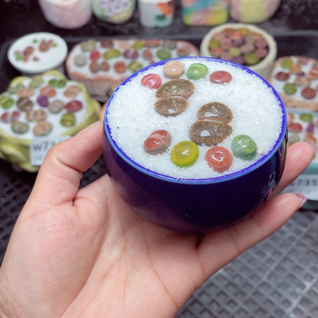 w7353 -零下地区拍保温箱-15支持寄养