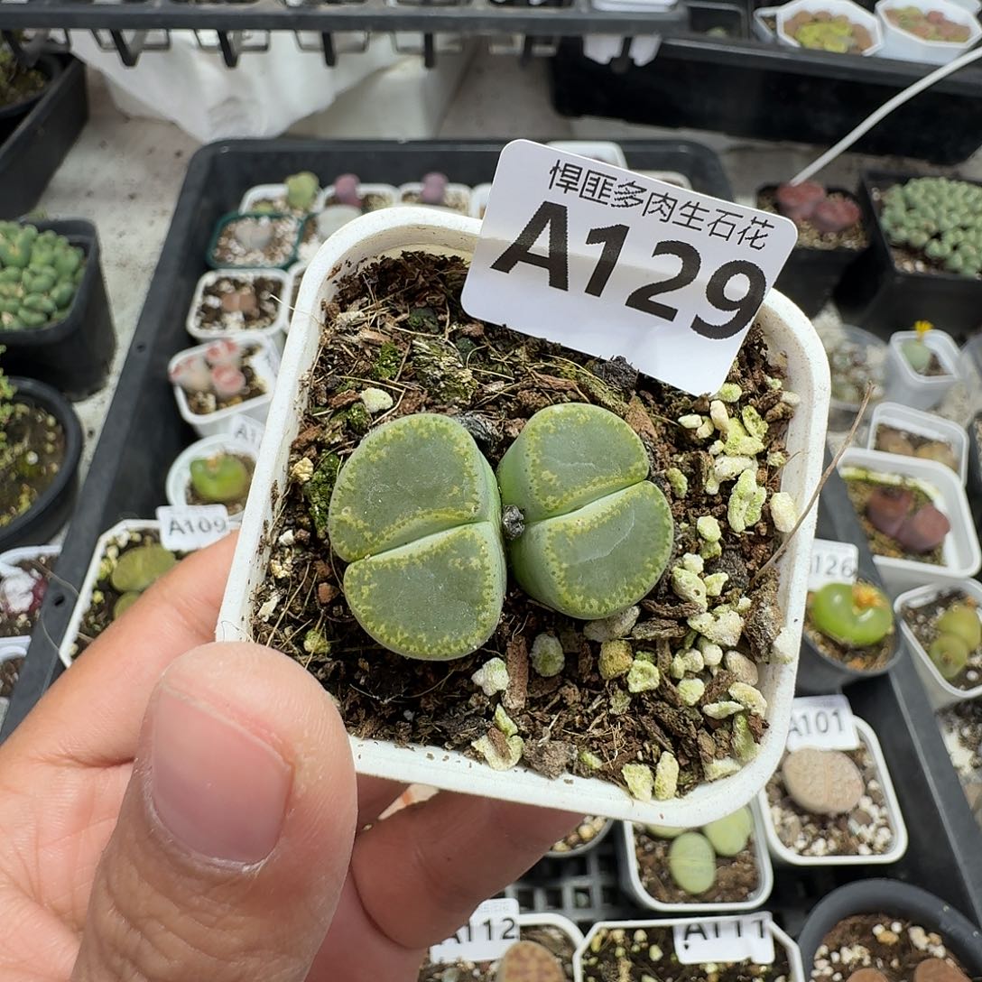 129多肉植物多肉植物