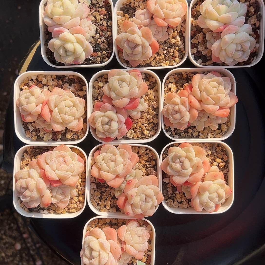 想**糖糖糖专拍9送1冰玉