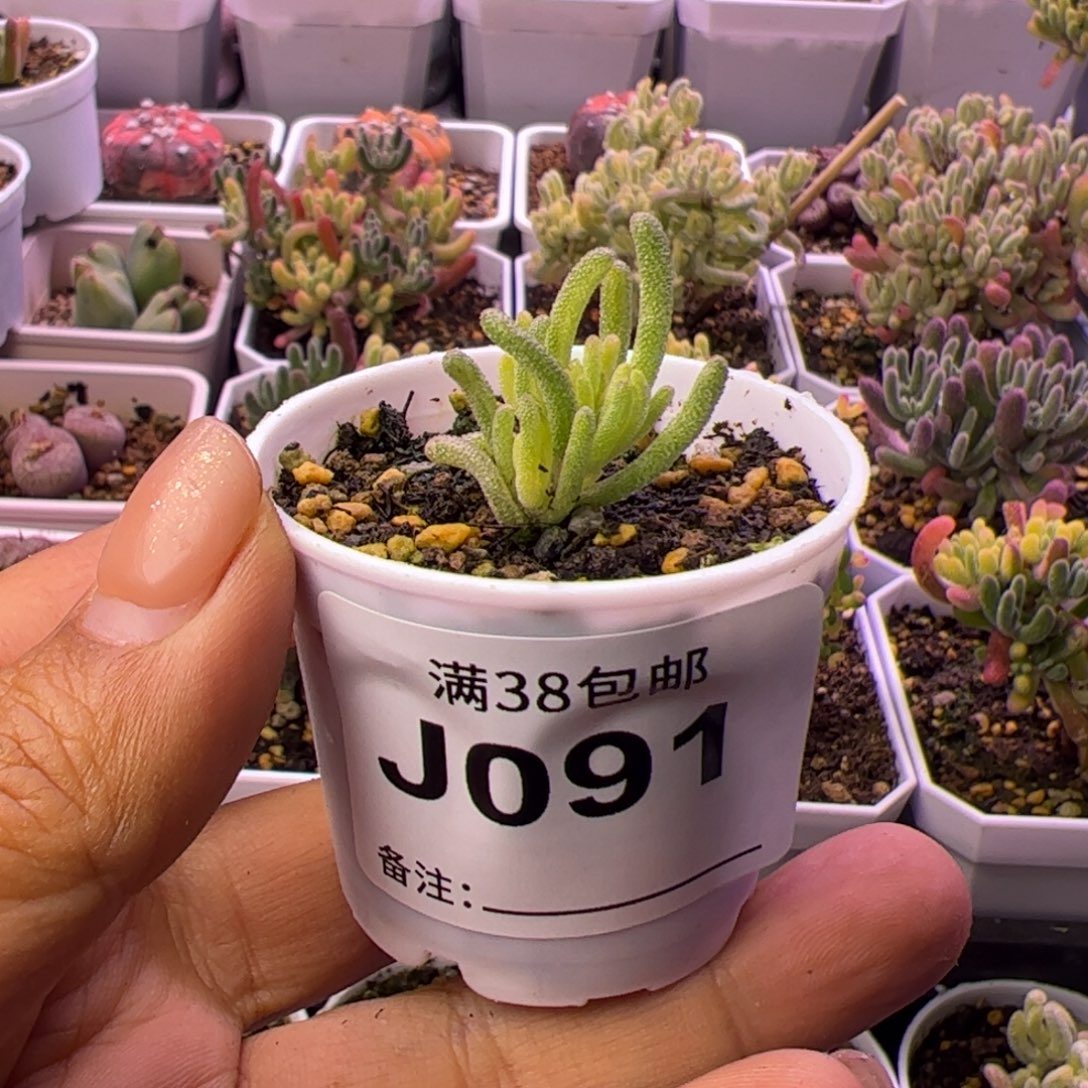 望***安多肉植物枝干不知名
