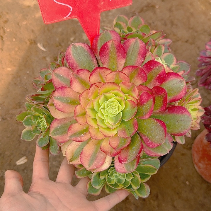 5-14奶白多肉法师