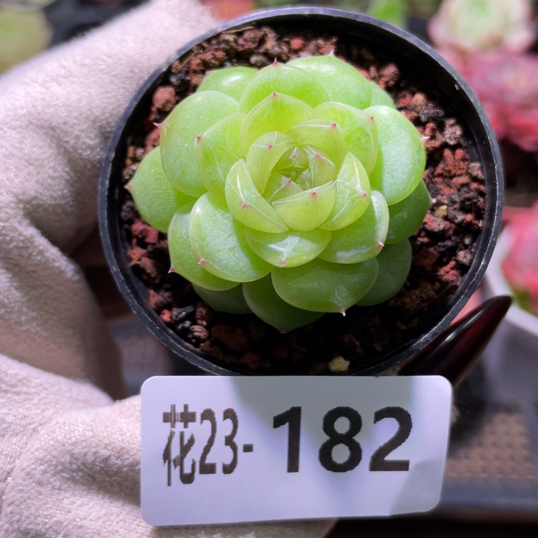 花利美23-182新品珍妮