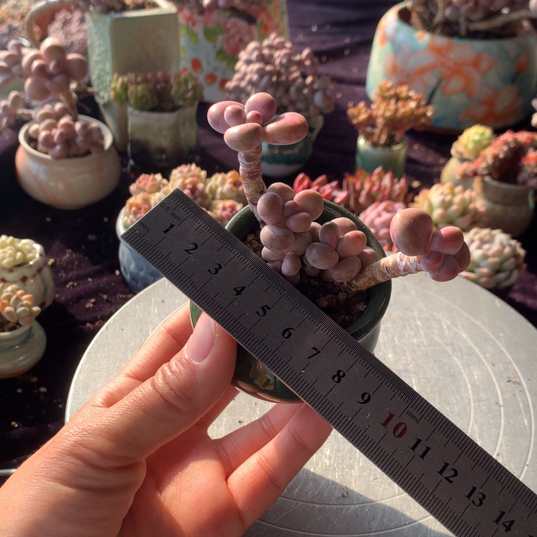 28号带盆偏远地区不包邮的