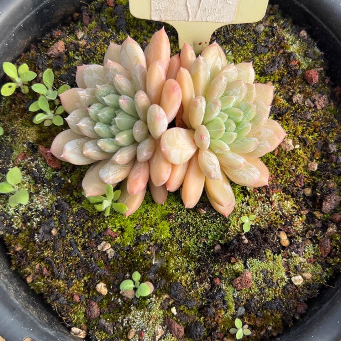 双头百搭翡翠多肉植物