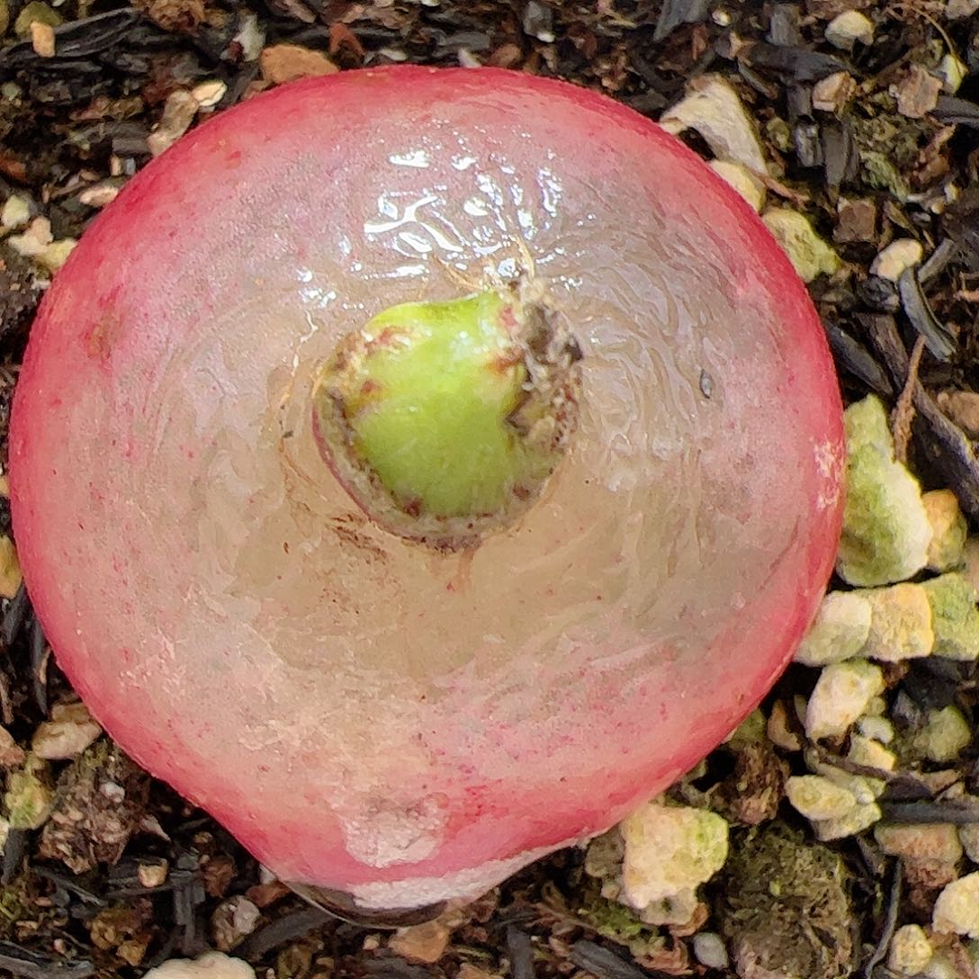 【闪购商品】84 灯泡