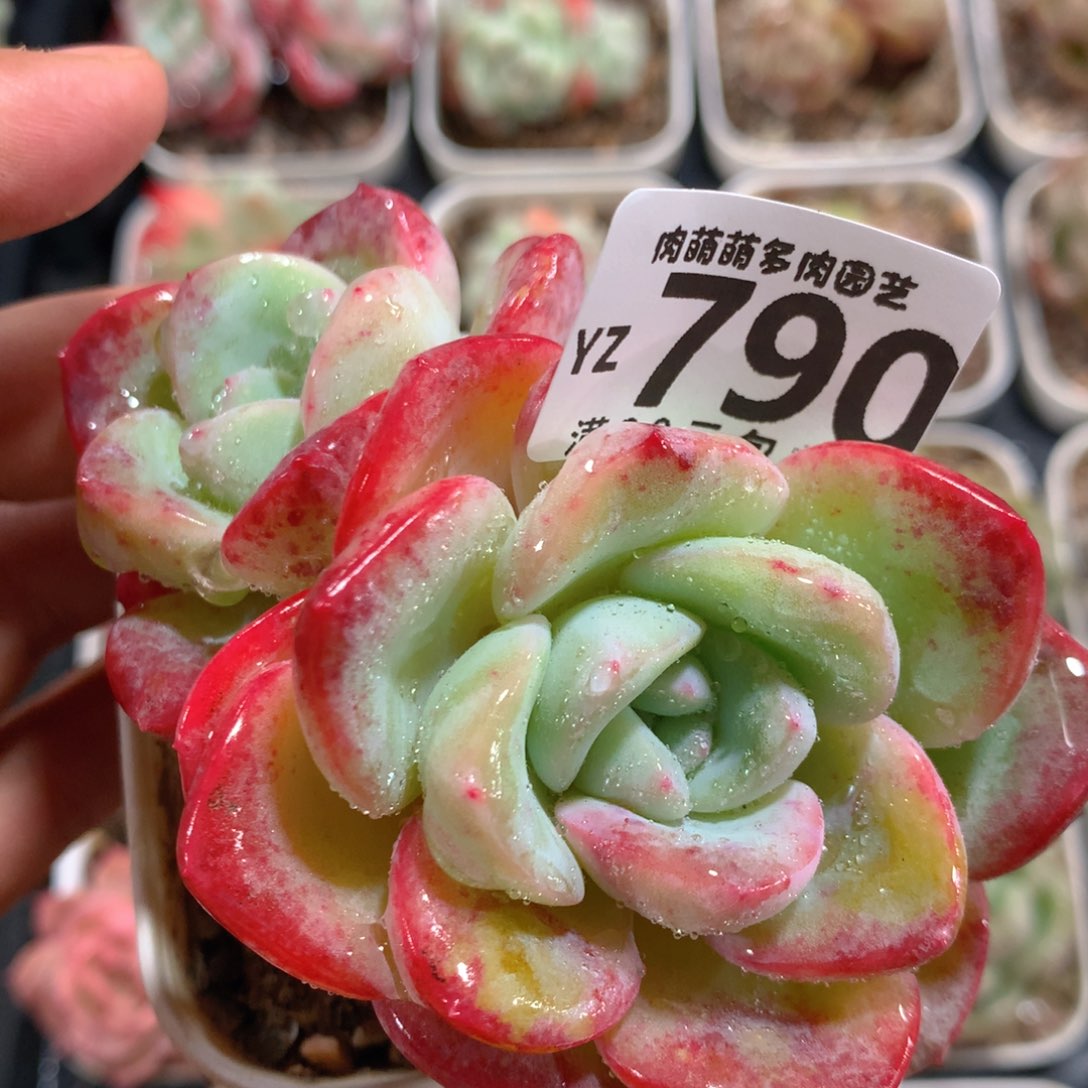 5CM拇指盆精控多肉YZ790