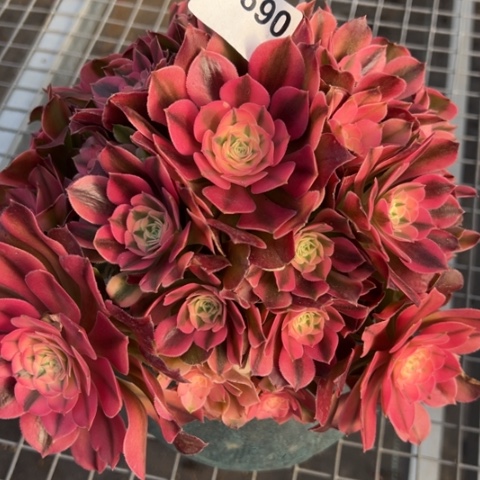 690香妃20厘米左右