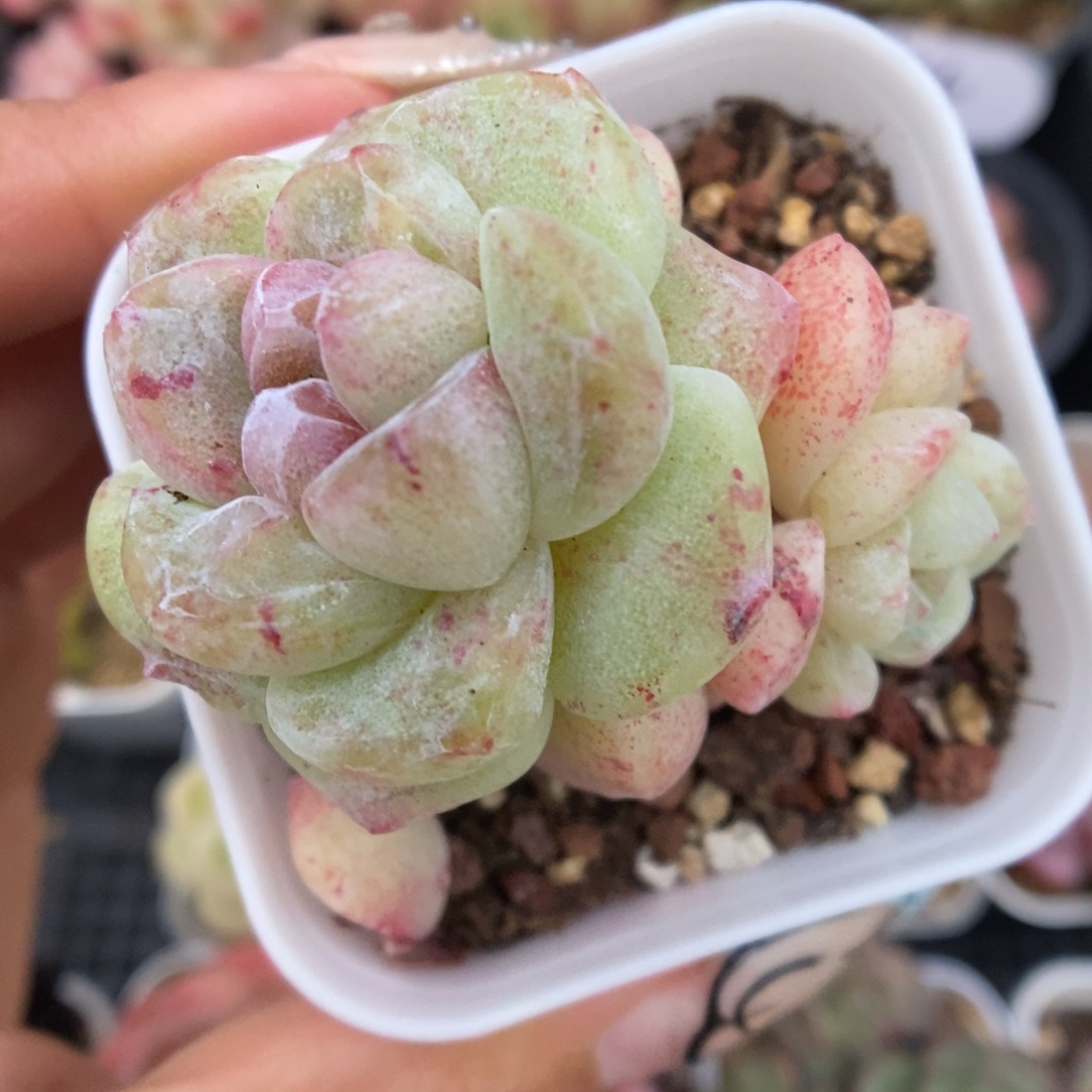 冰玉石化可拍5263号