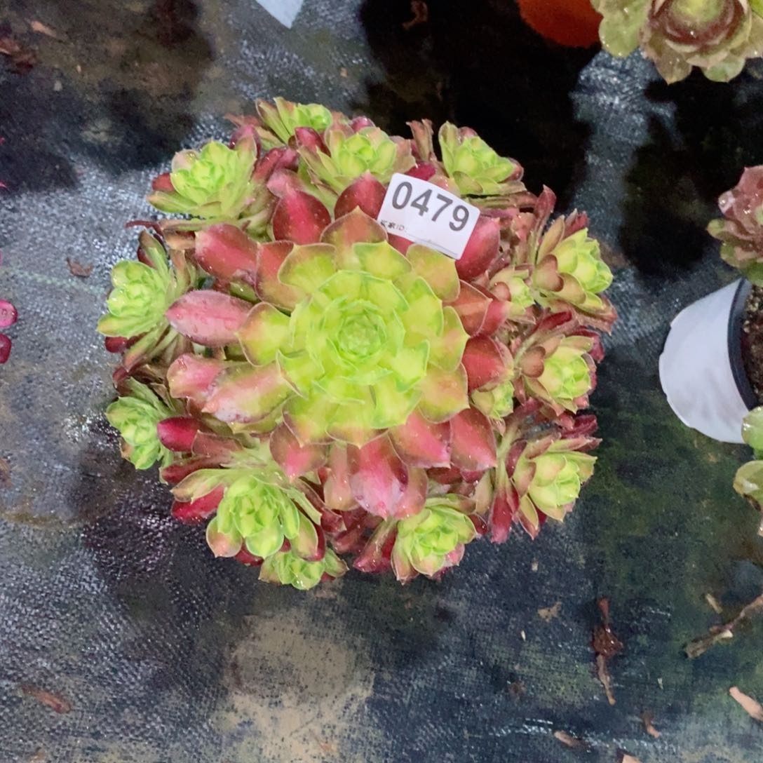 韶华479多肉1111