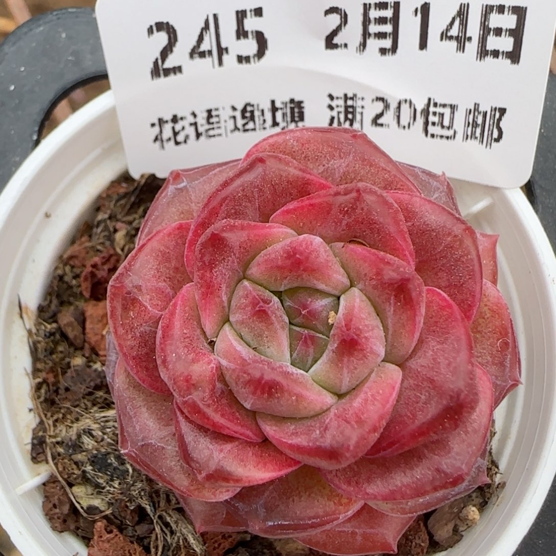 花语逸镜0214-245