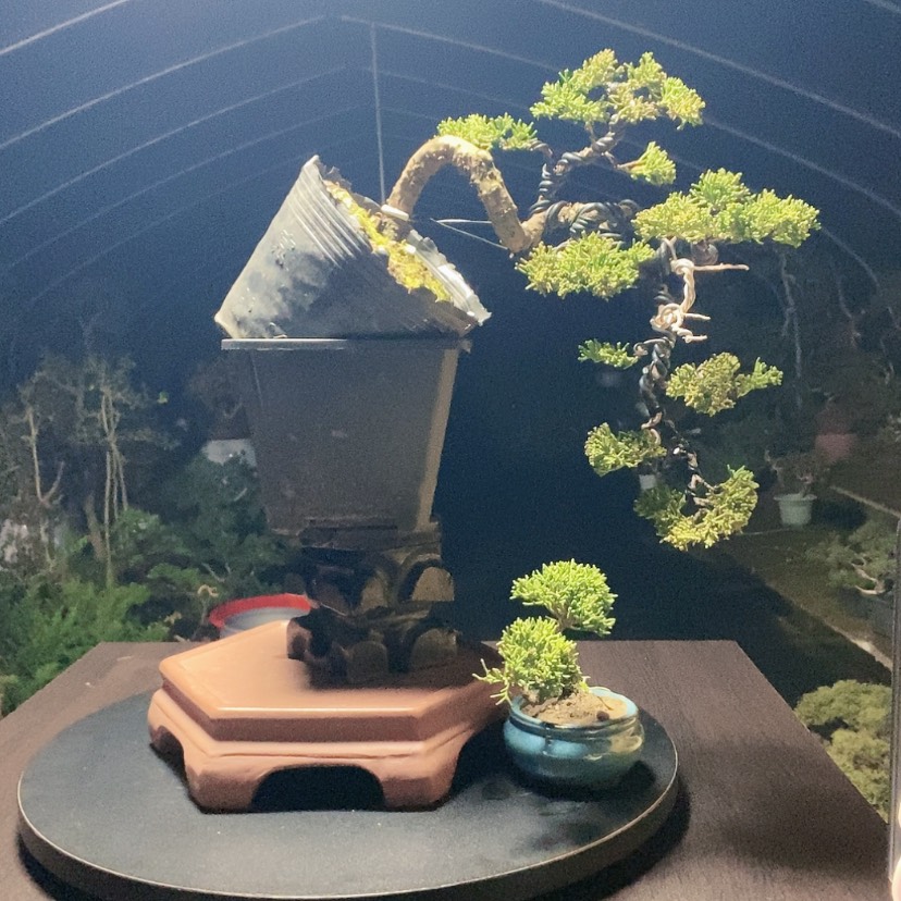 【闪购商品】少量花朵（建议范围：2朵-5朵 或40%以下）盆景园林