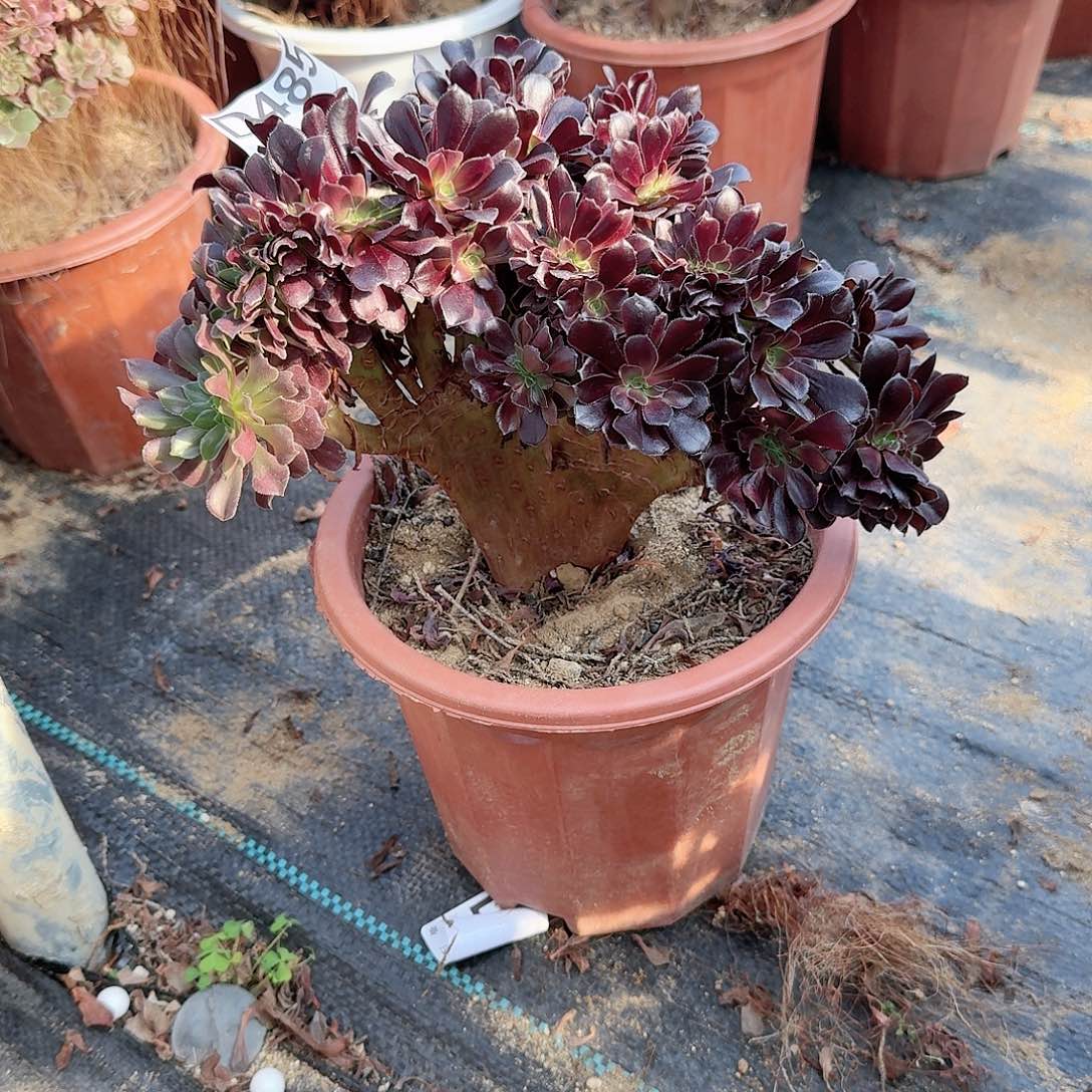 485欧紫朵朵一颗呀呀