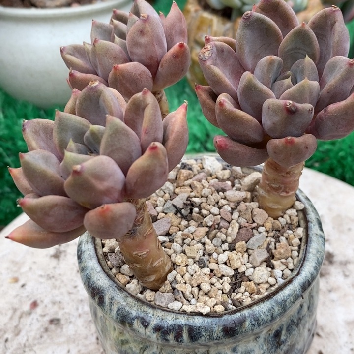 黄金象牙整装多肉