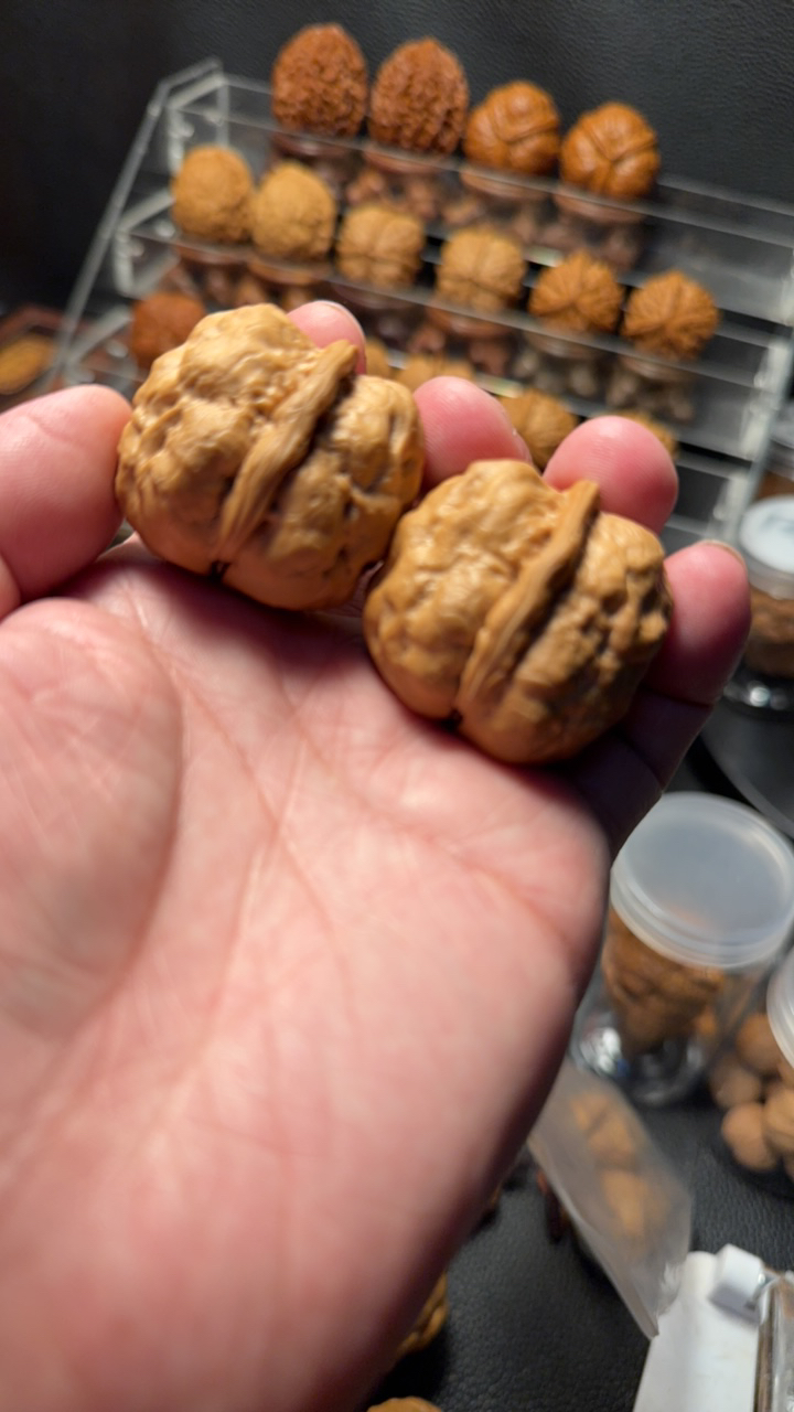 肥腿金蟾  尺寸38.5