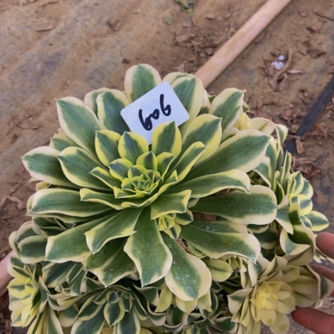 绿豆沙多肉植物606多肉