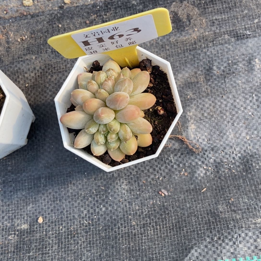 ?*一多肉植物，生命自信