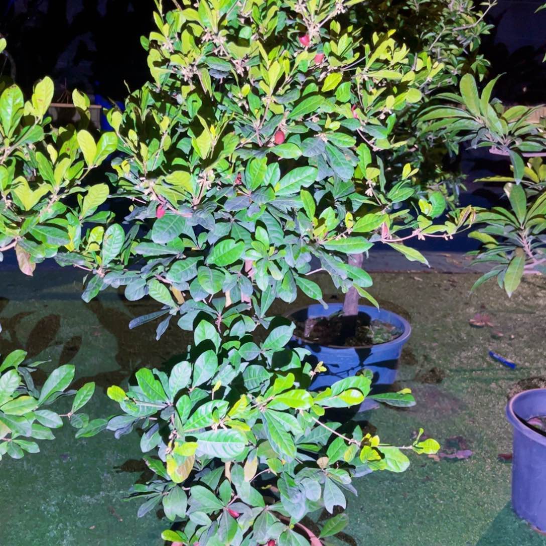 果苗，果苗果苗88888（荣）