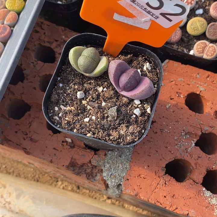 糖***果生石花等植物的生长752