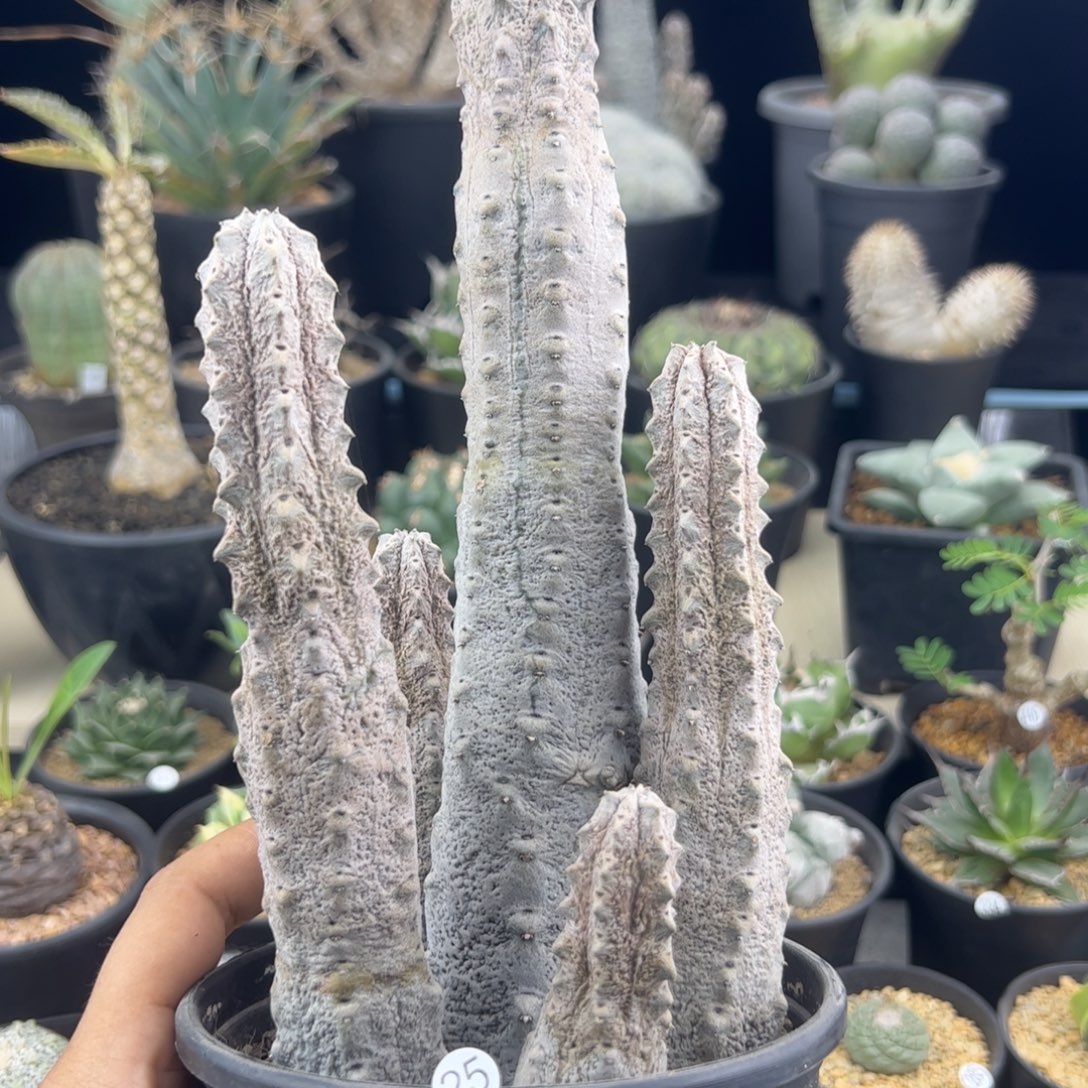 亚迪麒麟大戟群一物一拍