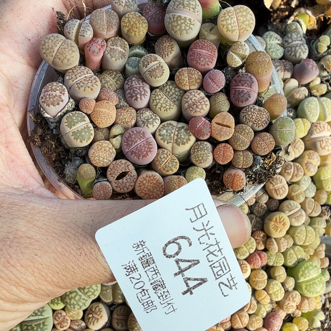 好了好呀这段太甜644你