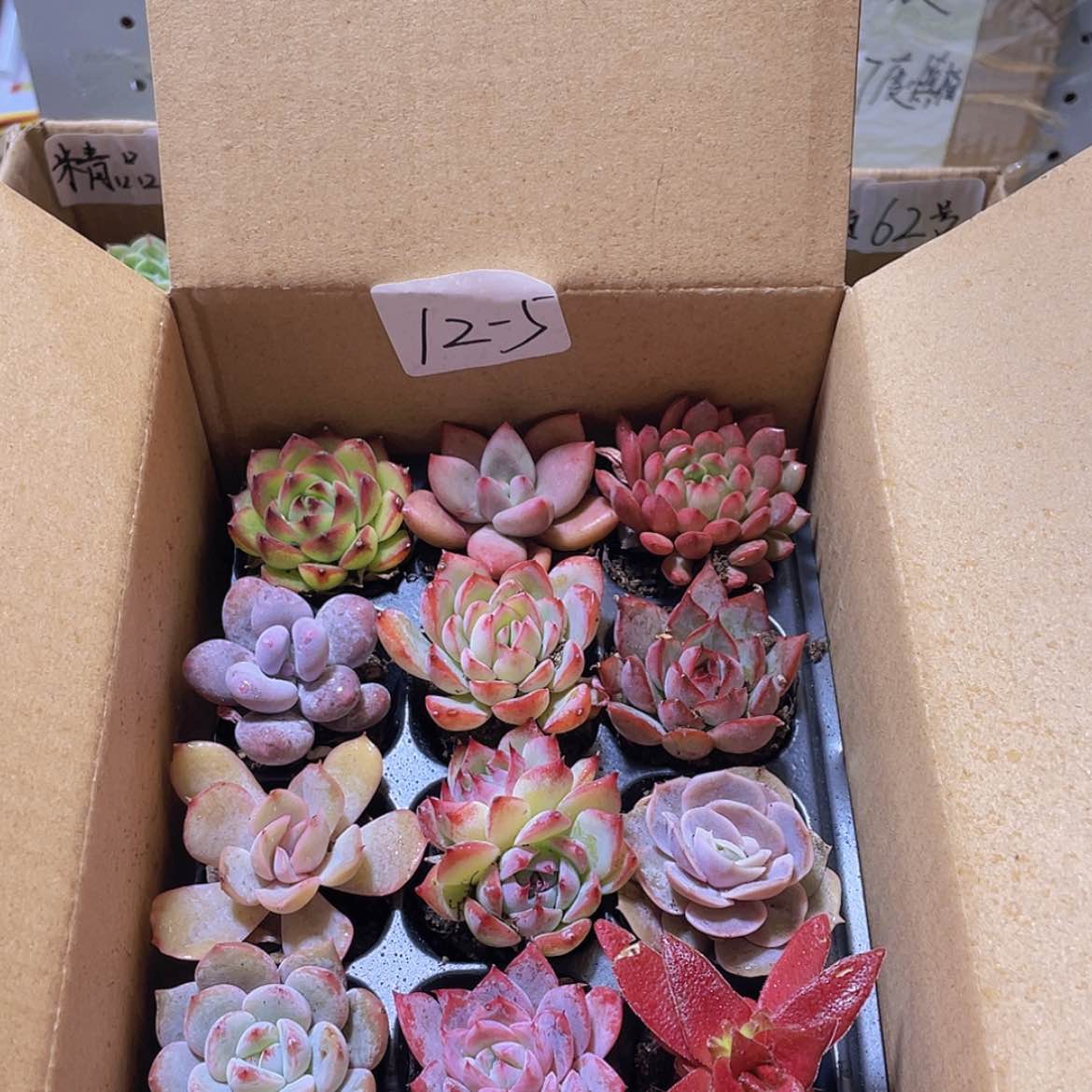 【闪购商品】12颗-5