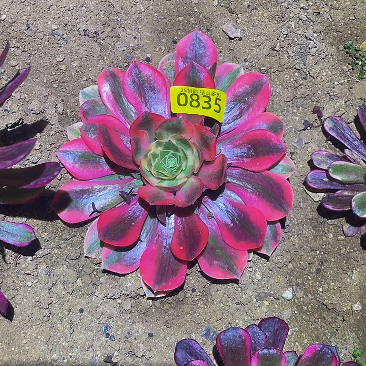 835女妖多肉植物