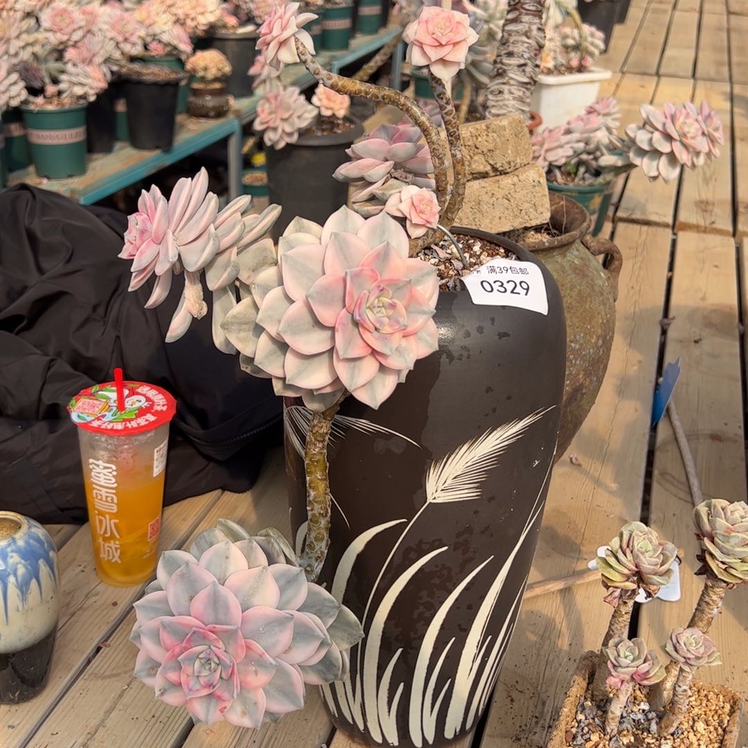 0329多肉植物紫乐锦