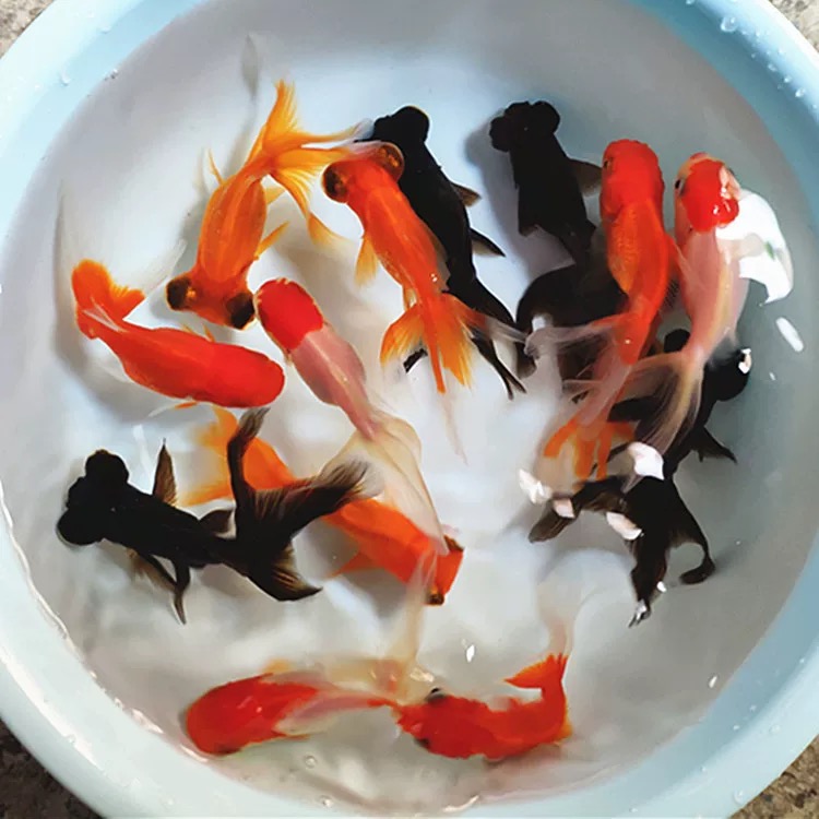 【赛级金鱼礼包】11条6-8公分丹顶国狮龙睛观赏鱼全国包邮