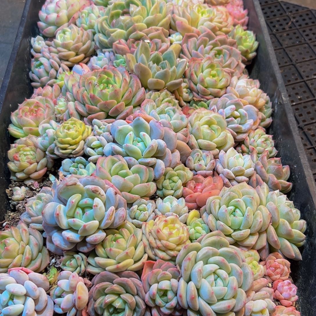 224多肉葡萄领导人物库资料显示