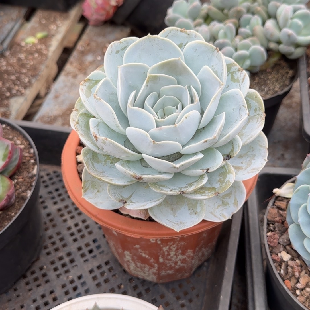 圣卡一物一拍包装收缩花旱