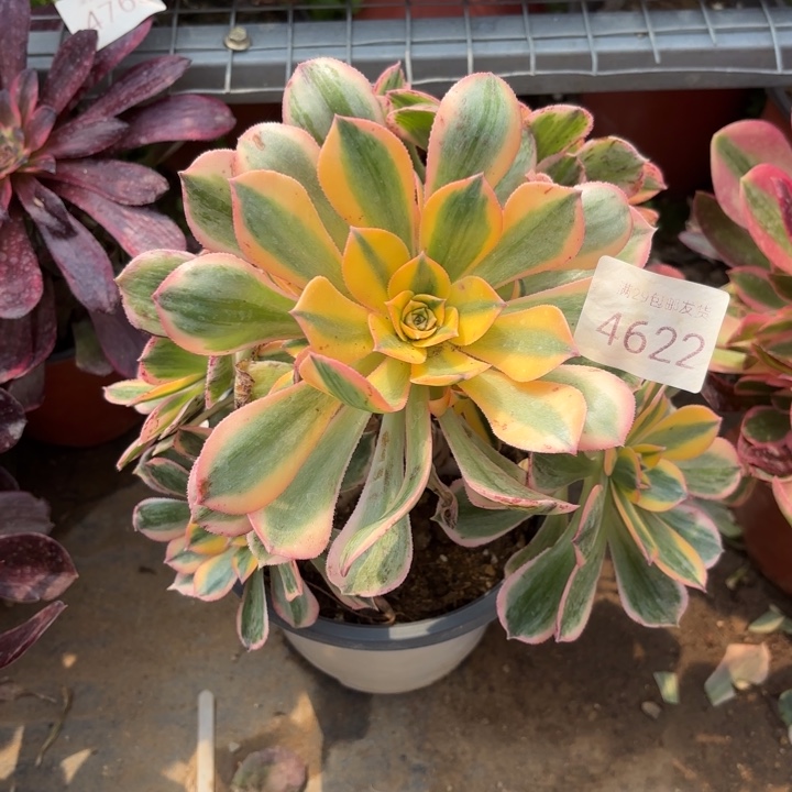 灿烂处氧化黑斑多肉4622