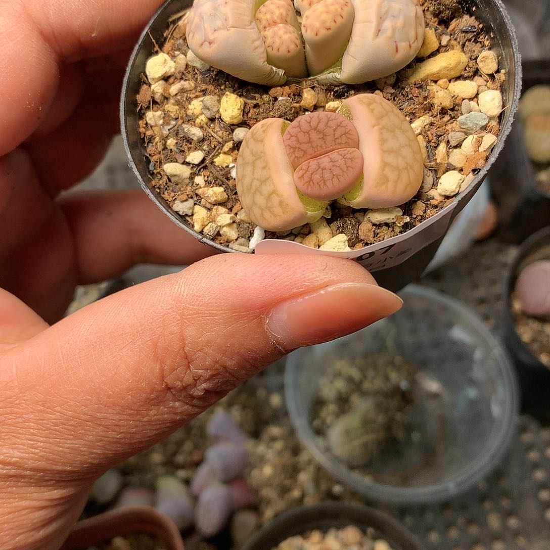 K607多肉植物保护研究所