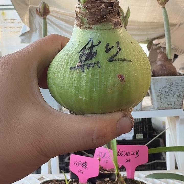 无花朵糖果黛丝进口球轻微残次