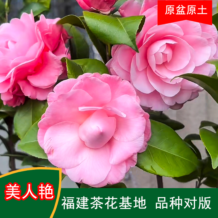 美人艳牛西奥雕石山茶花盆栽带花苞好养活适合室内外阳台庭院