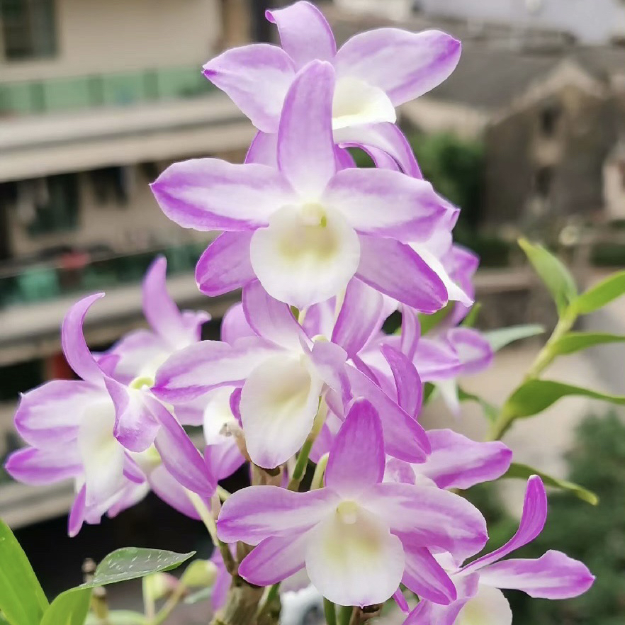 粉梦幻泼墨外泼春石斛兰苗Den. Hamana Lake 'M'花卉盆栽绿植