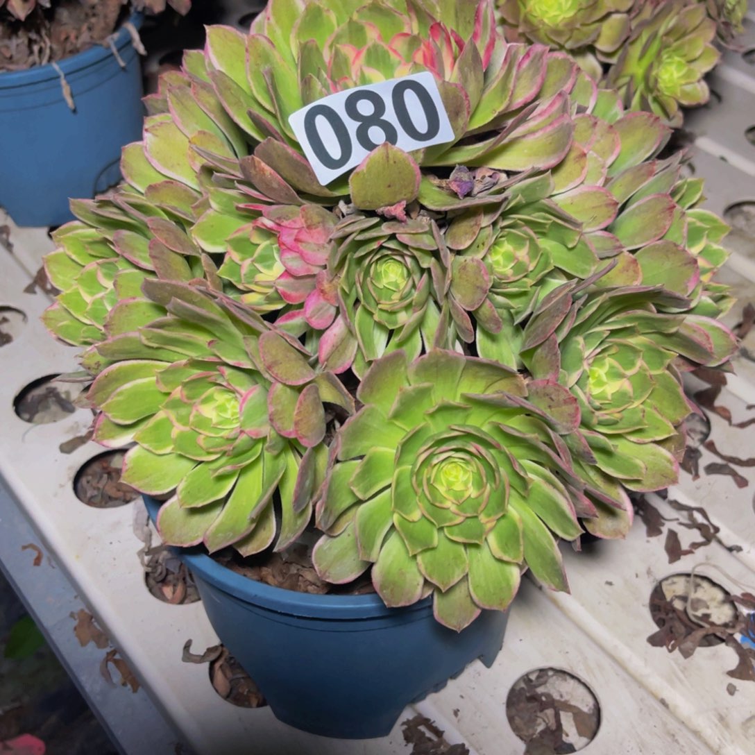 海燕法师7//49包邮