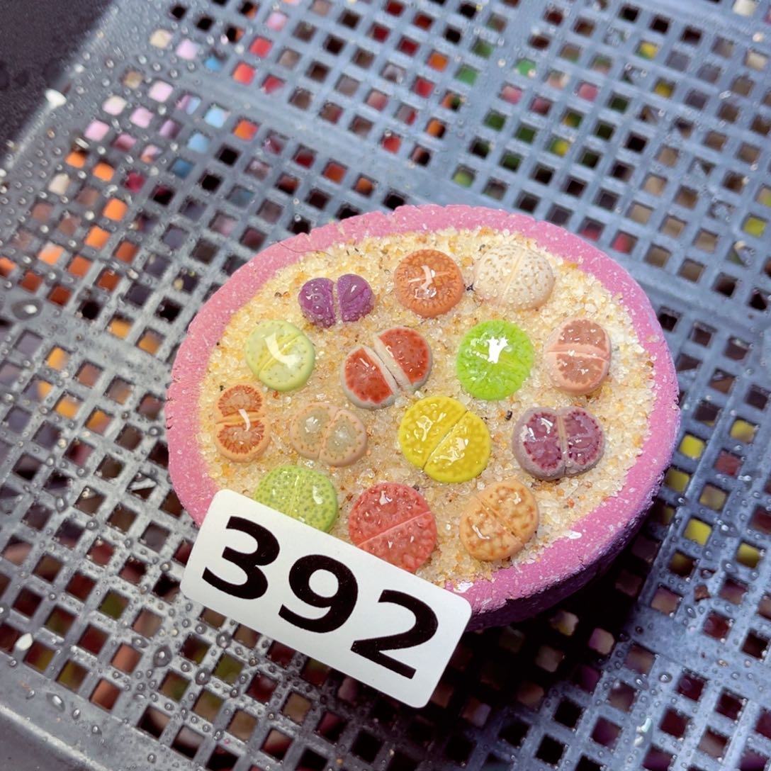 392生石花带盆发