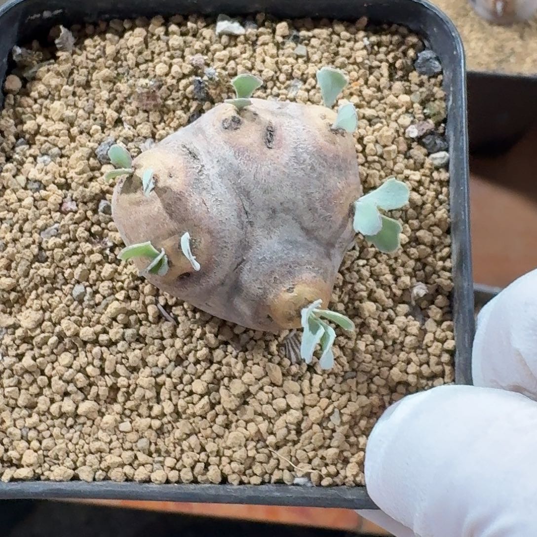 f***r产地格加厚墩菊15