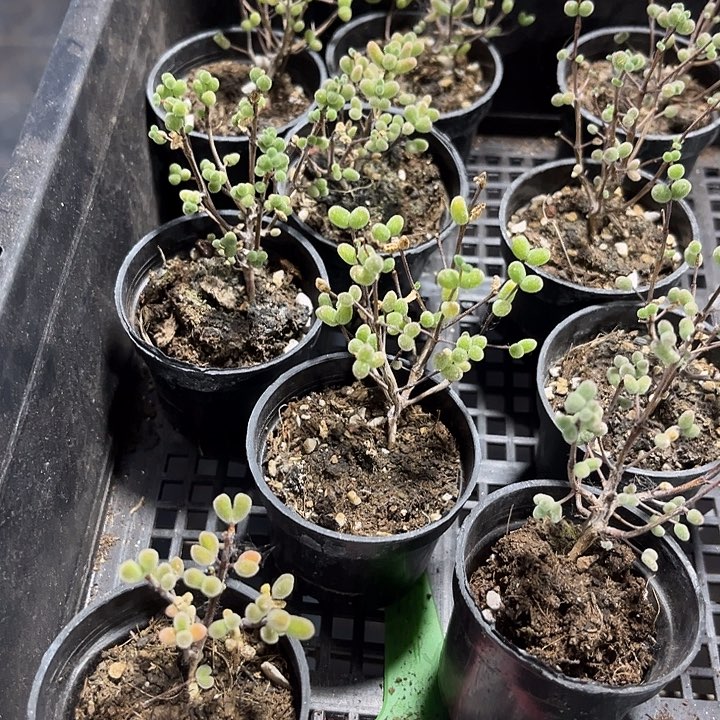 紫彩糖球带盆土发