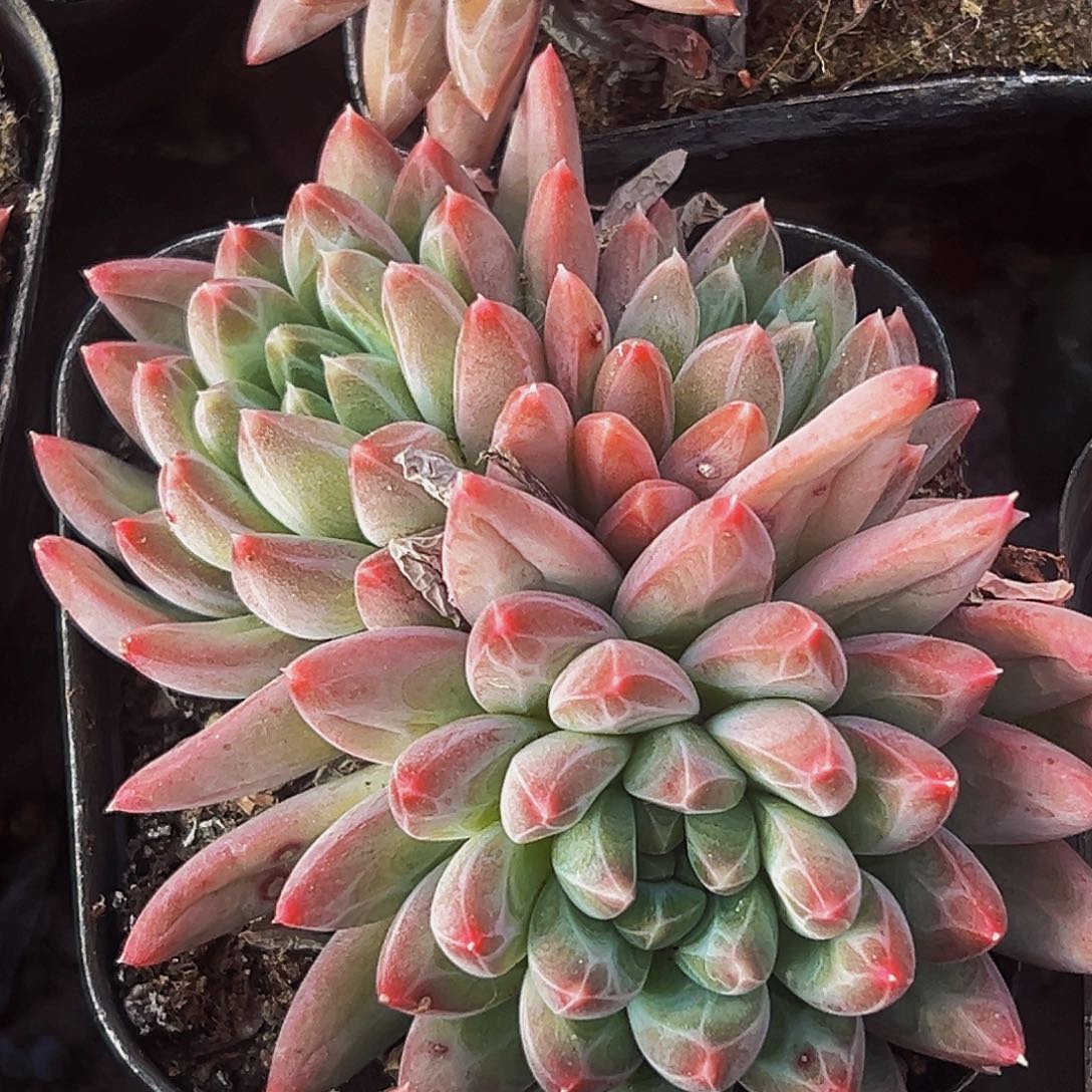 桔云多肉美人精品系列