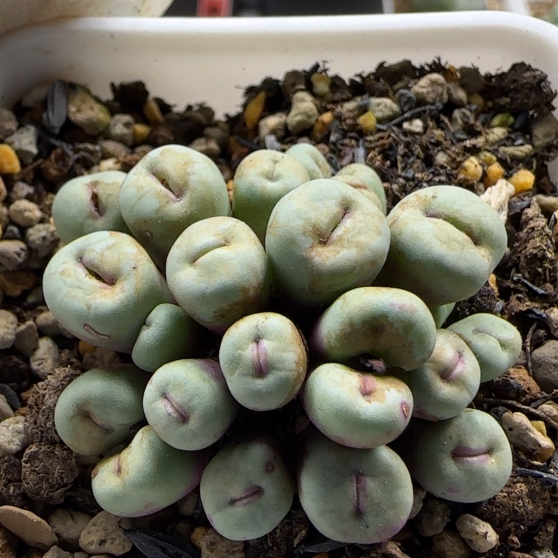 061-当天满38包邮清货24头厚嘟嘟嘴脱土