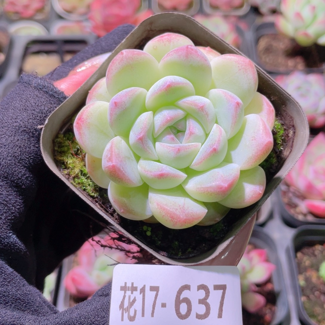 花利美17-637明月心